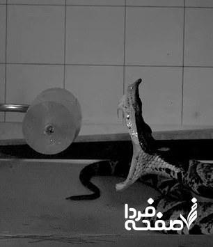 شکار افعی
