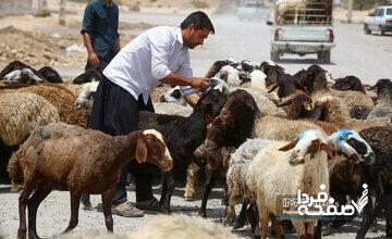 قیمت جدید دام‌زنده ۱۹ آبان‌ماه ۱۴۰۴ اعلام شد/ قیمت گوسفند پرید + جدول