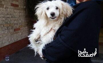 توضیحات عضو شورای شهر درباره ورود حیوانات خانگی به وسایل نقلیه عمومی