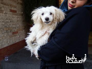 توضیحات عضو شورای شهر درباره ورود حیوانات خانگی به وسایل نقلیه عمومی