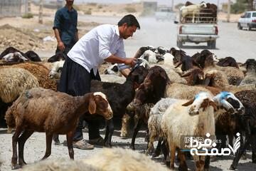 قیمت جدید دامزنده ۱۶ آبانماه ۱۴۰۴ اعلام شد/ گوسفند و گوساله گران شد + جدول