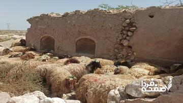 گوسفند کیلویی ۳۲۰ هزار تومان شد/ قیمت واقعی گوشت قرمز چقدر است؟