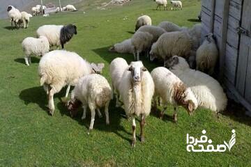 قیمت جدید دامزنده ۱۱ آبانماه ۱۴۰۴ اعلام شد/ گوسفند و گوساله ارزان شد + جدول