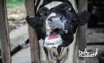 شیوع جدی تب‌برفکی در برخی دامداری‌ها/ زنگ خطر کمبود لبنیات و گوشت به صدا در آمد؟