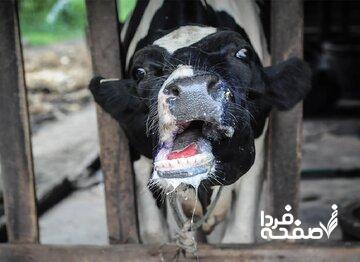 شیوع جدی تببرفکی در برخی دامداریها/ زنگ خطر کمبود لبنیات و گوشت به صدا در آمد؟
