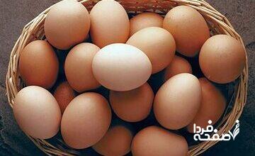 اعلام قیمت هر شانه تخم‌مرغ / کاشانی: بالاتر از این قیمت گران‌فروشی است