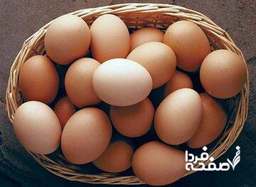 اعلام قیمت هر شانه تخم‌مرغ / کاشانی: بالاتر از این قیمت گران‌فروشی است