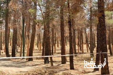 علت قطع هزاران اصله درخت در پارک چیتگر چیست؟